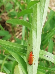 Rhagonycha fulva