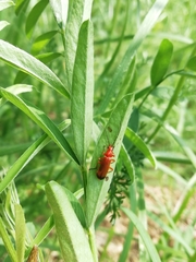 Rhagonycha fulva