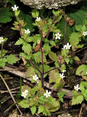 Chaenostoma floribundum