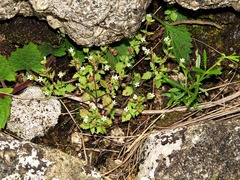 Chaenostoma floribundum