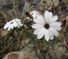 Dimorphotheca montana