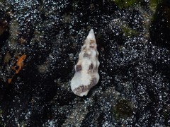 Cerithium egenum