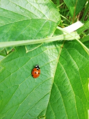 Coccinella septempunctata