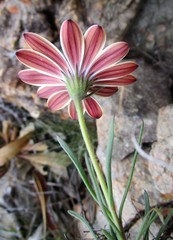 Dimorphotheca montana