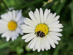 Anthrenus angustefasciatus