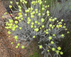 Syncarpha ferruginea