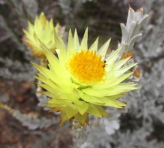 Syncarpha ferruginea