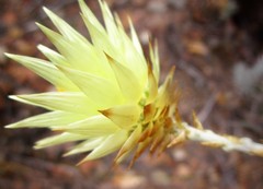 Syncarpha ferruginea