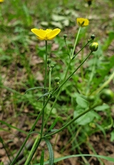 Ranunculus acris
