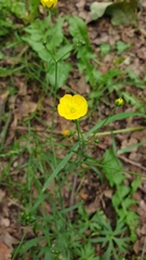 Ranunculus acris
