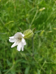 Silene latifolia
