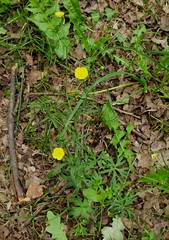 Ranunculus acris