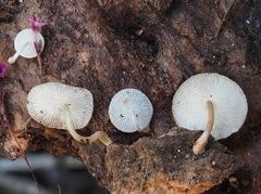 Collybia bakerensis