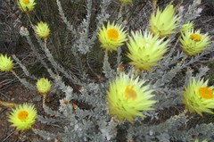 Syncarpha ferruginea