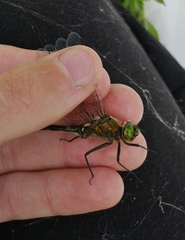 Cordulia aenea amurensis