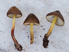 Mycena nivicola
