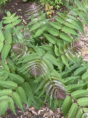 Ailanthus altissima