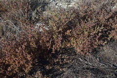 Petrosimonia oppositifolia