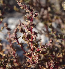 Petrosimonia oppositifolia