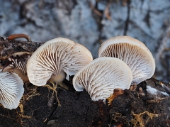 Lentinellus montanus