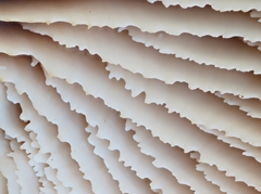 Lentinellus montanus