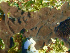 Chondrilla australiensis