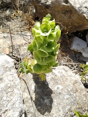 Moluccella laevis