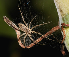 Ornodolomedes