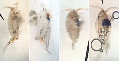 Betairidovirinae