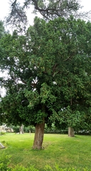 Taxus baccata
