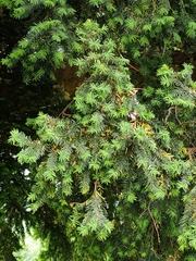 Taxus baccata