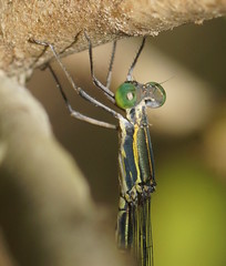 Rhadinosticta simplex