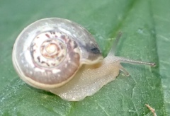 Monacha cartusiana