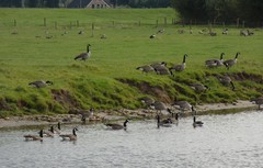 Branta canadensis