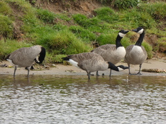 Branta canadensis