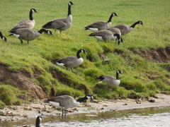 Branta canadensis