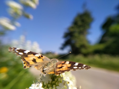 Vanessa cardui