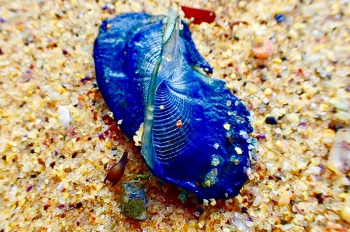 photo of By-the-wind Sailor (Velella velella)