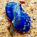 photo of By-the-wind Sailor (Velella velella)