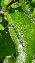 Coenagrion puella