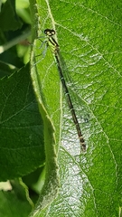 Coenagrion puella