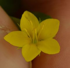 Lysimachia nemorum