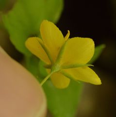 Lysimachia nemorum