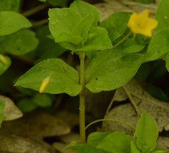 Lysimachia nemorum