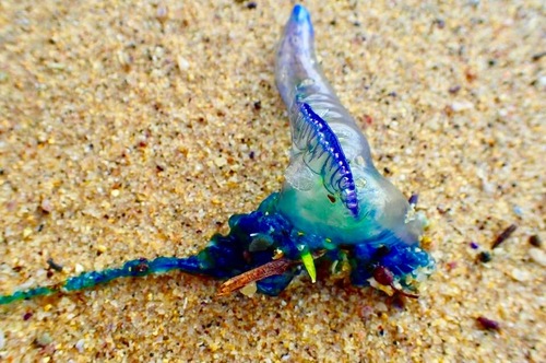 photo of Portuguese Man O' War (Physalia physalis)