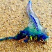 photo of Portuguese Man O' War (Physalia physalis)