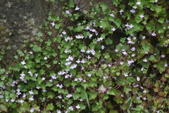Cymbalaria muralis