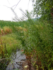 Epilobium pseudorubescens