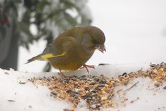 Chloris chloris