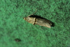 Trachonitis cristella